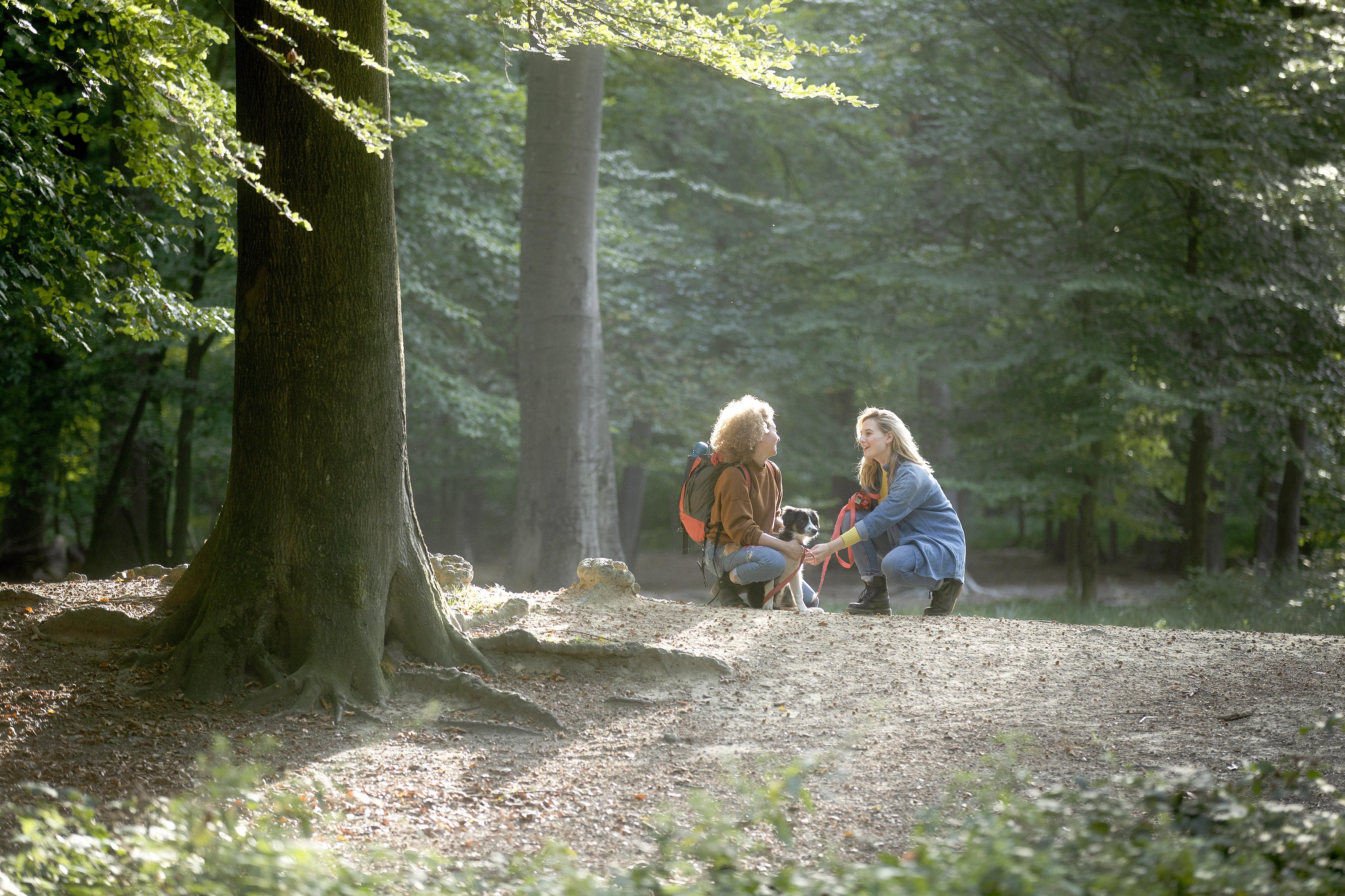 Buggenhoutbos